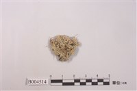 藏品(雪花衣屬)的圖片